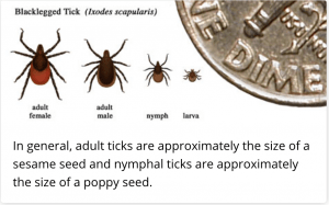 Black-legged ticks from CDC website