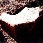 fragment of horns