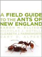 field-guide-to-ants