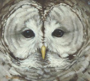 Blog-Who Cooks For You-Barred Owl Portrait