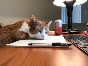 cat sleeping on a notepad