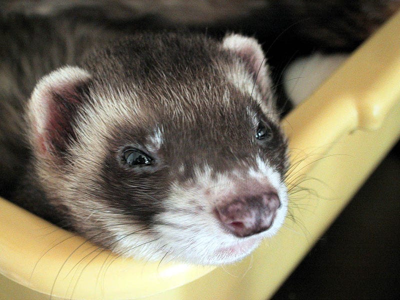 Ferrets were chosen for the study in part due to the similarity of their neural pathways involved in visual perception to those of humans.Source: Wikimedia