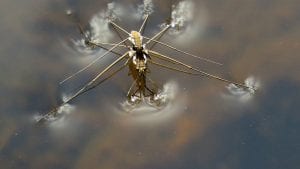 Caption: Aquatic insects such as the pictured water bug use the same nanoscale surface roughness as the experimental, synthetic compounds in order to remain dry. (Source: Wikimedia Commons) 
