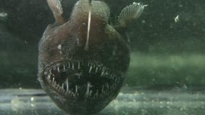 Deep Sea Anglerfish. By Javontaevious at English Wikipedia, CC BY-SA 3.0.