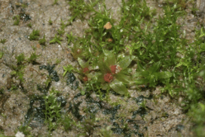Physcomitrella patens is a moss that is used as the model organism for this experiment. It’s high plasticity and known genome make it perfect for Magdalena Benzanilla’s work (Source: Wikimedia Commons).