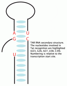 TAR RNA secondary structure