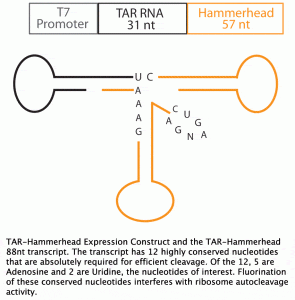 TAR-Hammerhead Expression Construct