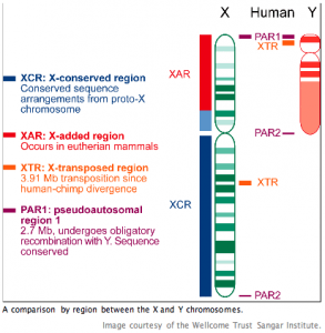 comparison by region between X and Y chromosones