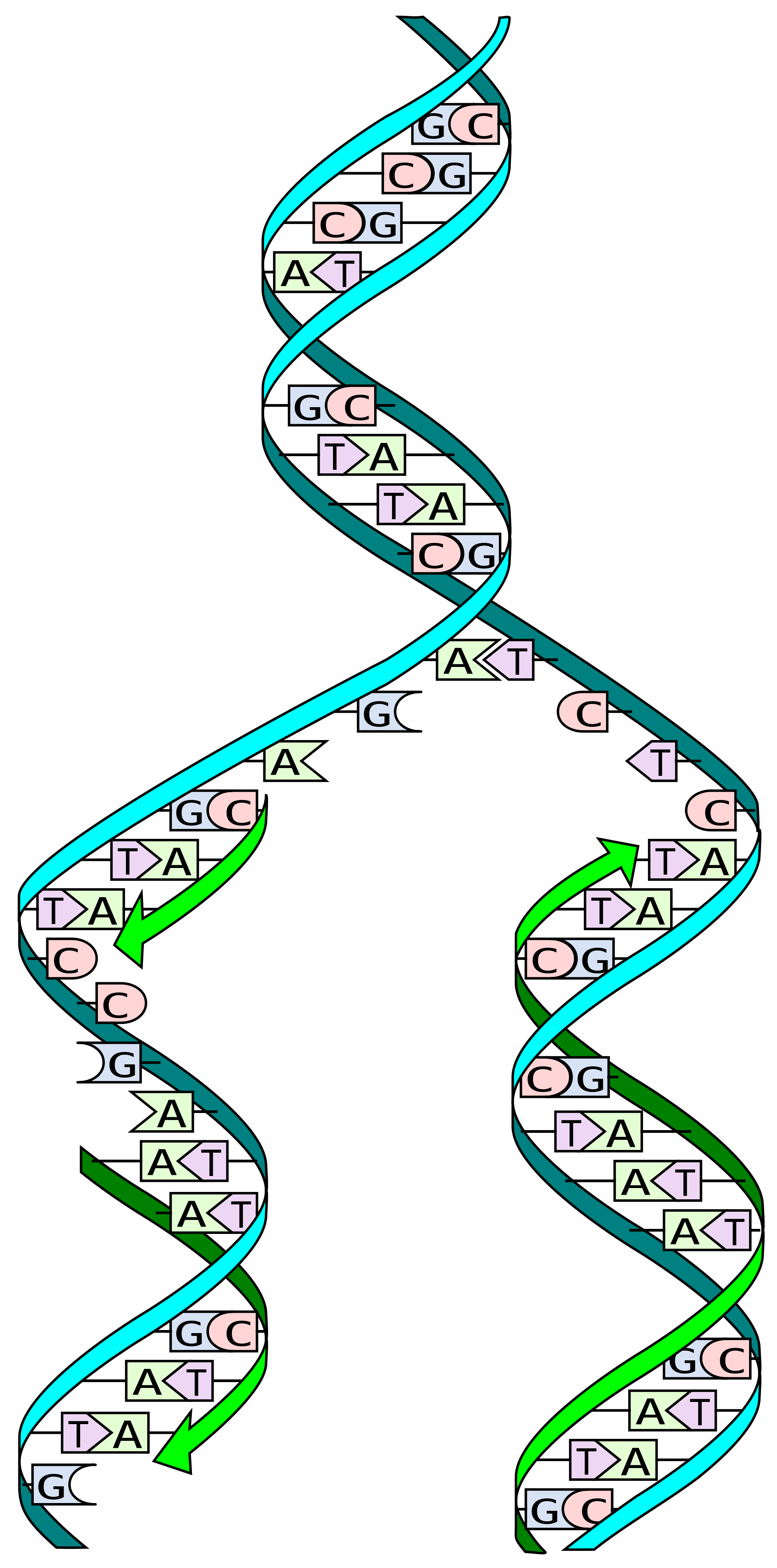 1.1 DNA_replication_split