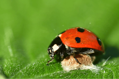 green ladybug