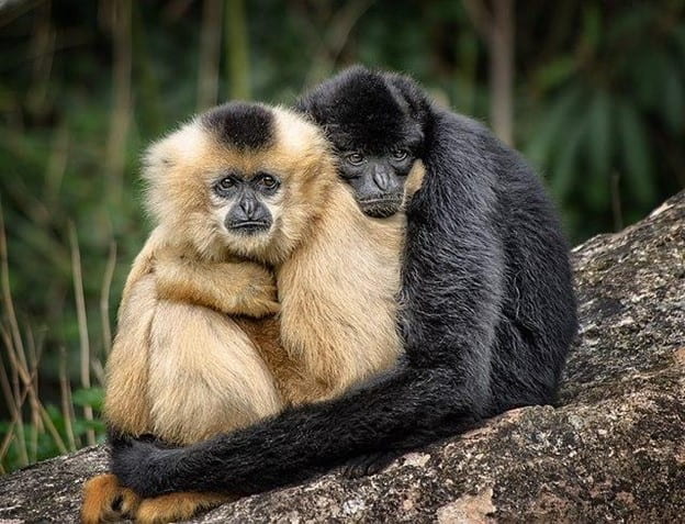 Levels of Empathy in Apes and Humans