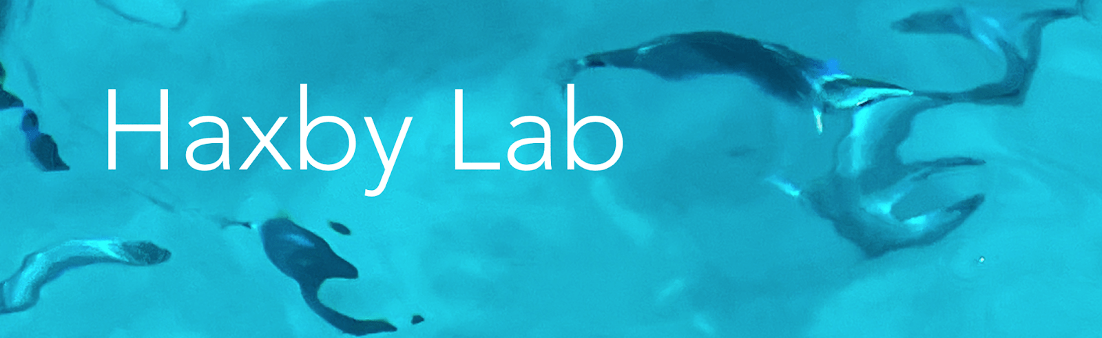 Haxby Lab
