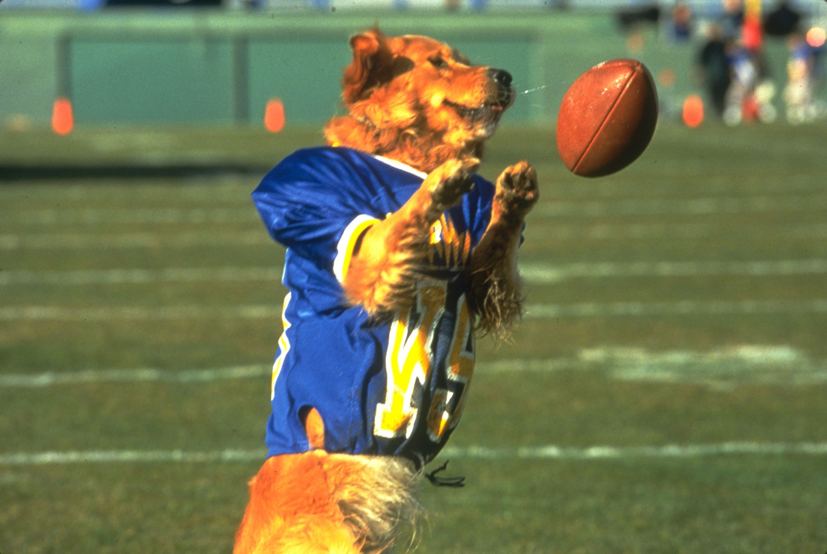 Air Bud Diagnosed With CTE – The Dartmouth Jack-o-Lantern