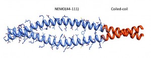 Biochemistry. 2014: “Protein Engineering of the N-terminus of NEMO: structure stabilization and rescue of IKKβ binding”