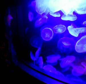 Star taking in a tank of moon jellies that are dancing in the spotlight.  