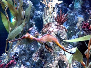 Sea dragons! Make sure to look close, there are many in the tank, but they are well camouflaged. 