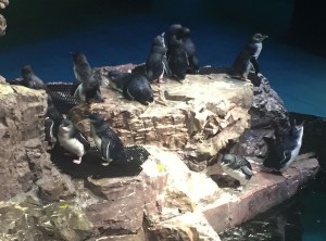 Penguins draw in many visitors. These may look like babies but they are full grown.